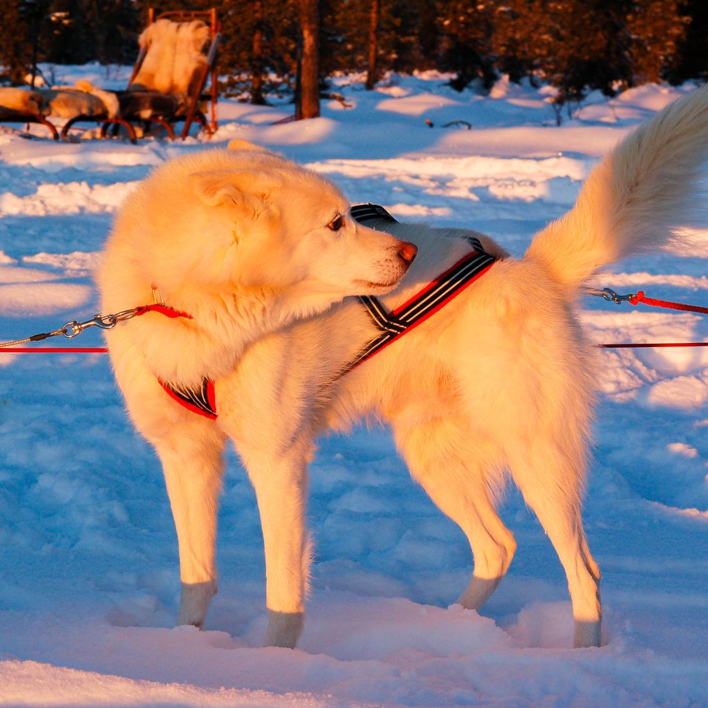 Hundeschlittentour